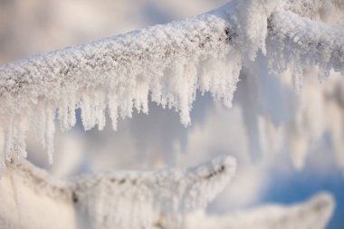 Ağaç dalları kalın bir don tabakasıyla kaplıdır. Kışın ağaç dalları