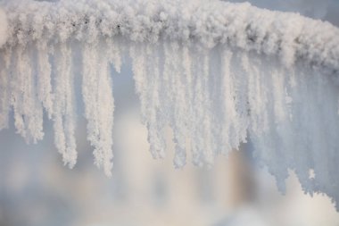 Ağaç dalları kalın bir don tabakasıyla kaplıdır. Kışın ağaç dalları