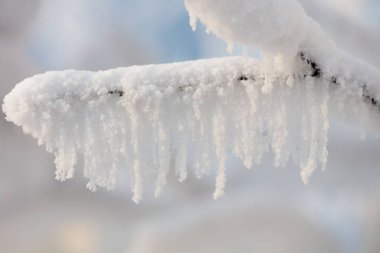 Ağaç dalları kalın bir don tabakasıyla kaplıdır. Kışın ağaç dalları