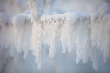 Ağaç dalları kalın bir don tabakasıyla kaplıdır. Kışın ağaç dalları
