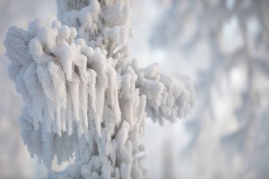 Ağaç dalları kalın bir don tabakasıyla kaplıdır. Kışın ağaç dalları