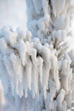 Ağaç dalları kalın bir don tabakasıyla kaplıdır. Kışın ağaç dalları