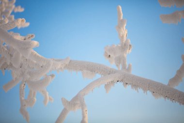 Mavi gökyüzüne karşı güzel kar ağaçları. Güzel Noel kartı