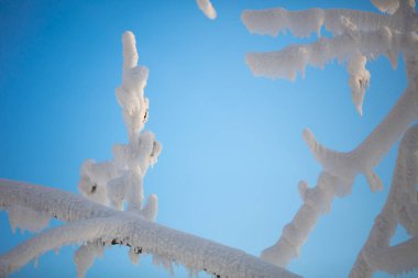 Mavi gökyüzüne karşı güzel kar ağaçları. Güzel Noel kartı