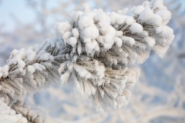 Kabarık karla kaplı dallar. Muhteşem Noel kartı.