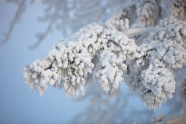 Kabarık karla kaplı dallar. Muhteşem Noel kartı.