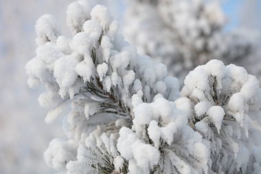 Kabarık karla kaplı dallar. Muhteşem Noel kartı.