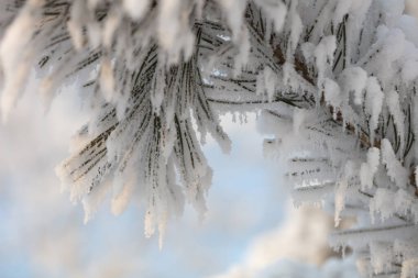 Kabarık karla kaplı dallar. Muhteşem Noel kartı.
