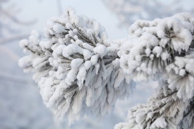 Kabarık karla kaplı dallar. Muhteşem Noel kartı.