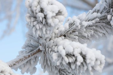 Kabarık karla kaplı dallar. Muhteşem Noel kartı.
