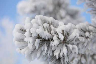 Kabarık karla kaplı dallar. Muhteşem Noel kartı.