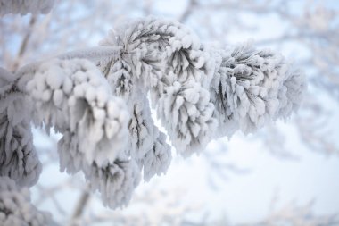 Kabarık karla kaplı dallar. Muhteşem Noel kartı.