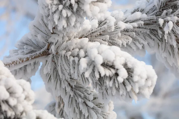 Kabarık karla kaplı dallar. Muhteşem Noel kartı.
