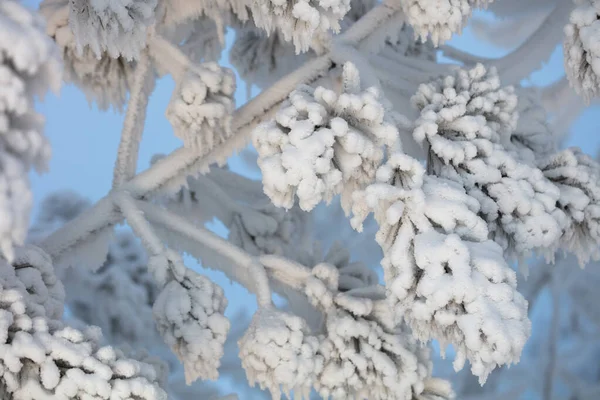 Kabarık karla kaplı dallar. Muhteşem Noel kartı.