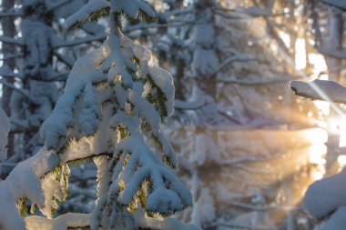 Güzel güneş ışınları karla kaplı ağaçların dallarında parlıyor.