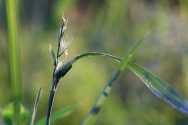 Çayır çimen çayır güneşte basked