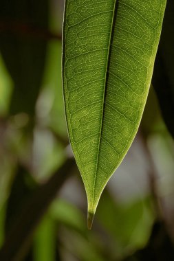 Yeşilleşen taze yaprağın yakın görüntüsü