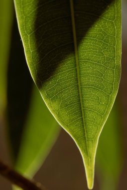 Yeşilleşen taze yaprağın yakın görüntüsü