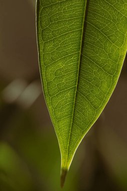 Yeşilleşen taze yaprağın yakın görüntüsü