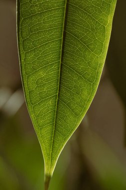Yeşilleşen taze yaprağın yakın görüntüsü