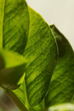 Yeşilleşen taze yaprağın yakın görüntüsü