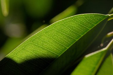 Yeşilleşen taze yaprağın yakın görüntüsü