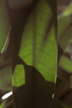 Yeşilleşen taze yaprağın yakın görüntüsü