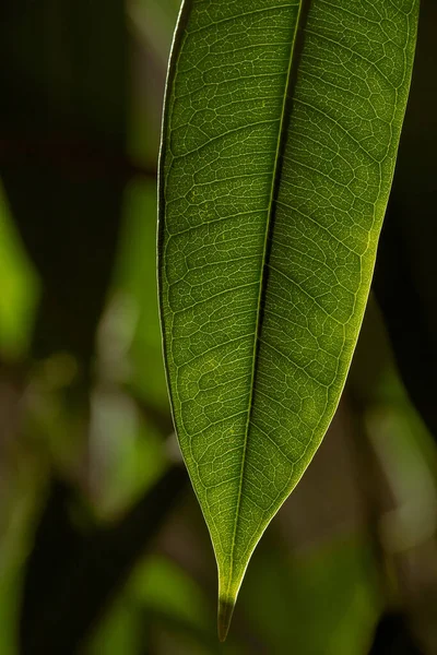 Yeşilleşen taze yaprağın yakın görüntüsü