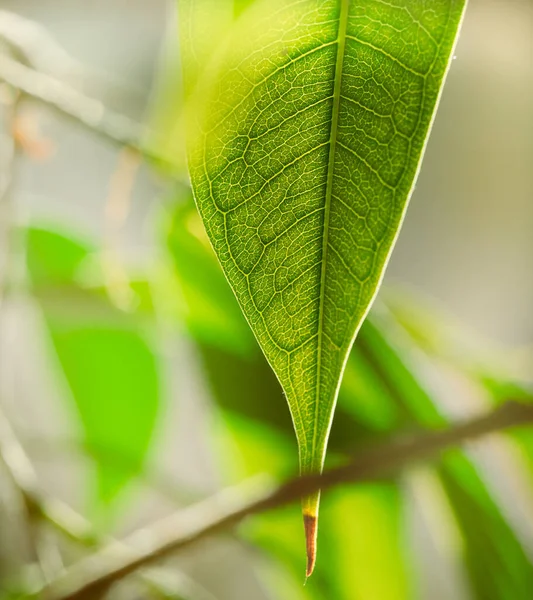 Yeşilleşen taze yaprağın yakın görüntüsü