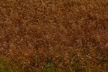 Tarladaki parlak buğdayın doğal görüntüsü