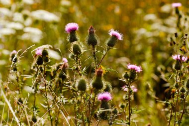 Mor kır çiçekleriyle yaz tarlasının doğal manzarası