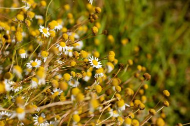 Açık alan bitkisi çayırı doğal altın botanik bitkisi tarımı