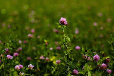 Mor kır çiçekleriyle yaz tarlasının doğal manzarası
