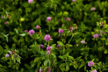 Mor kır çiçekleriyle yaz tarlasının doğal manzarası