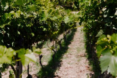 Doğada üzüm bağının doğal görüntüsü