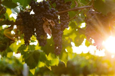 Doğada üzümlü üzüm bağının doğal görüntüsü