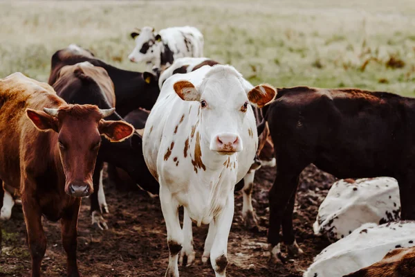 Apalpamento Vacas Felizes Campo Natural Verão — Fotografia de Stock