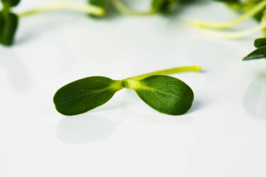 taze organik yeşil ayçiçeği taze yaprak salata için