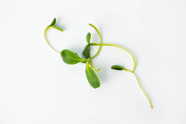 taze organik yeşil ayçiçeği taze yaprak salata için