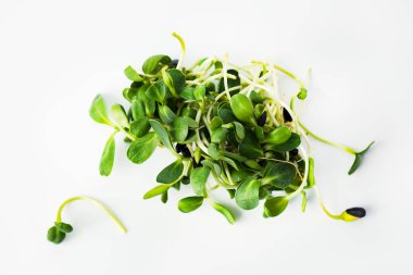 taze organik yeşil ayçiçeği taze yaprak salata için