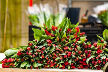 Kadınlar günü için serada yeni kesilmiş laleler.