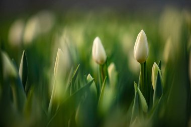 Bahçede ya da serada büyüyen bahar çiçekleri