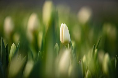 Doğada büyüyen anneler günü için güzel taze laleler.