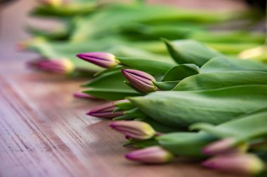 Bahçeden taze kesilmiş renkli çiçek açan laleler.