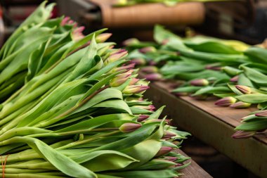 Seradaki lalelerin hasat ve depolanması.