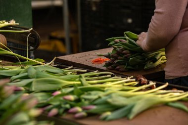 Seradaki lalelerin hasat ve depolanması.