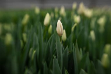 Doğada büyüyen anneler günü için güzel taze laleler.