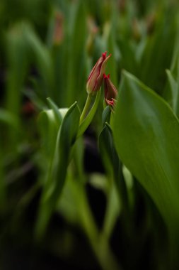 Doğada büyüyen anneler günü için güzel taze laleler.