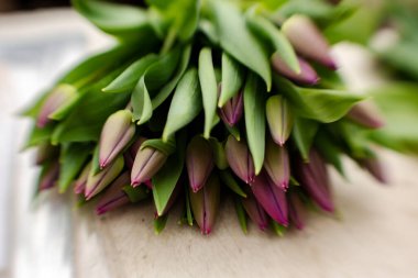 Kadınlar günü için serada yeni kesilmiş laleler.