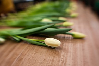 Seradaki lalelerin hasat ve depolanması.
